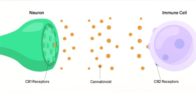 Receptors 2